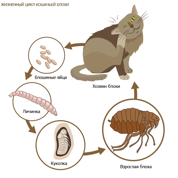Жизненный цикл кошачьей блохи