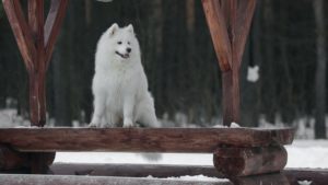 Собака породы Самоедская собака фото 4