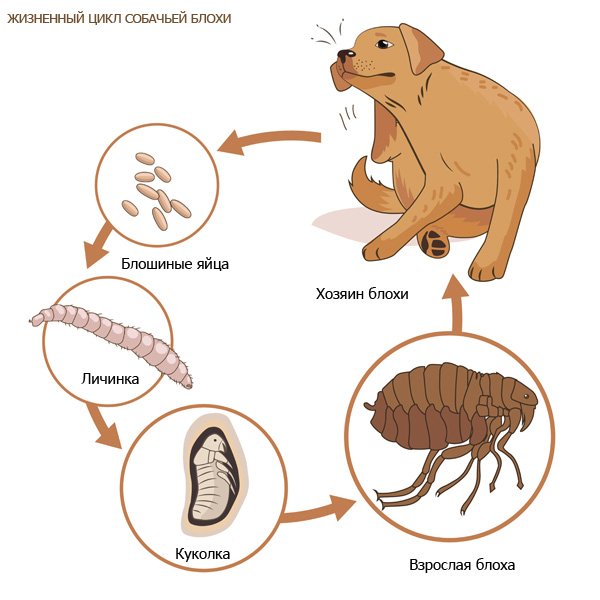Жизненный цикл собачьей блохи