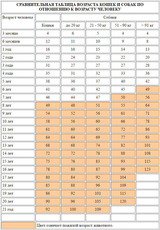 Сравнительная таблица возраста кошек и собак по человеческим меркам
