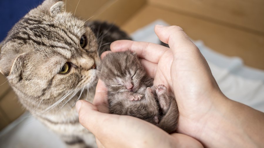 Шотландская вислоухая кошка