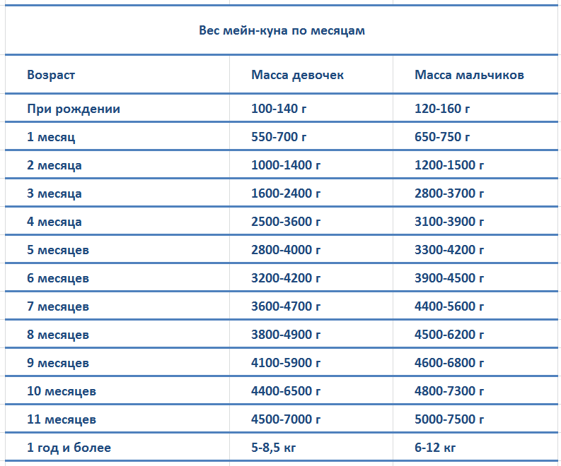 Вес мейн-куна по месяцам - таблица