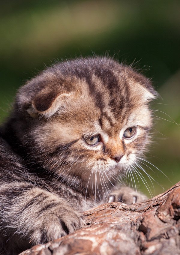 Шотландский вислоухий котенок