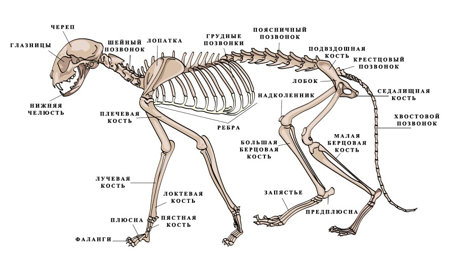 Скелет кошки