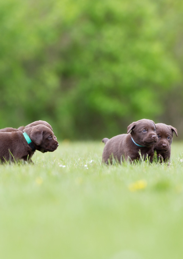 https://dogcatfan.ru/uploads/posts/2019-03/1551807848_puppies-chocolate-brown-labrador.