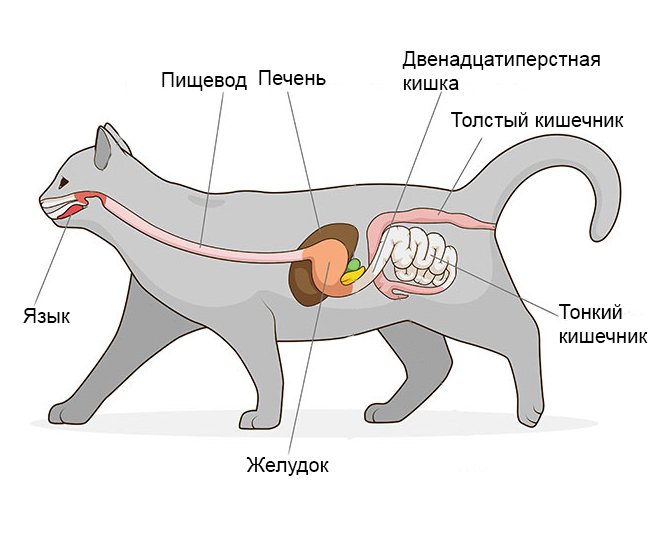 запор у кота, слабительное для кошек